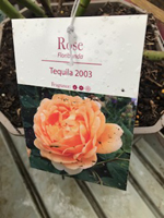 Rose - Tequila 2003